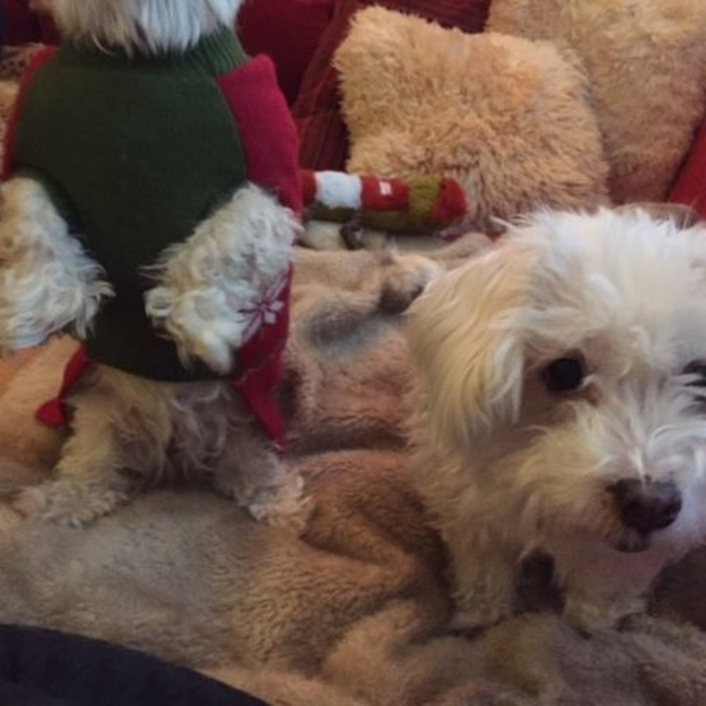 Meet your Posher, Martha